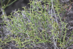 Acacia spinescens