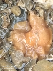 Stylochoidea
