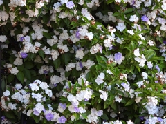 Brunfelsia australis