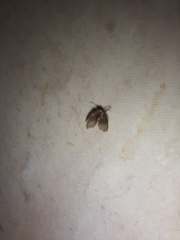 Clogmia albipunctata