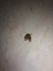 Clogmia albipunctata