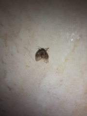 Clogmia albipunctata