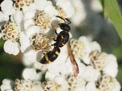 Stenodynerus chevrieranus