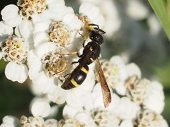 Stenodynerus chevrieranus