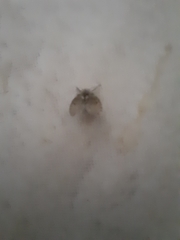 Clogmia albipunctata