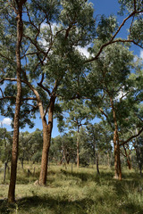 Corymbia leichhardtii