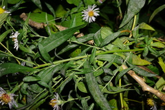 Symphyotrichum × versicolor