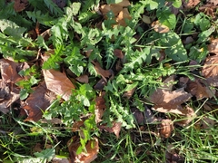 Taraxacum officinale