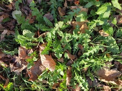 Taraxacum officinale