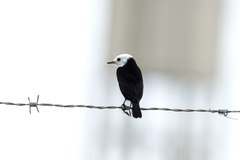 Arundinicola leucocephala