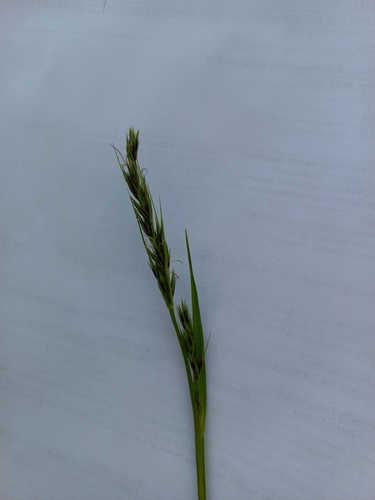 Scleria melanomphala, 2021-10-26