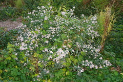 Symphyotrichum × versicolor