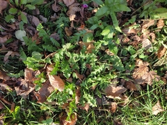 Taraxacum officinale