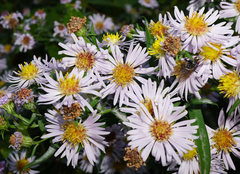 Symphyotrichum × versicolor