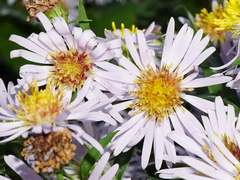 Symphyotrichum × versicolor