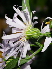 Symphyotrichum × versicolor