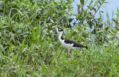 Himantopus mexicanus