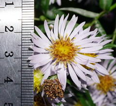 Symphyotrichum × versicolor