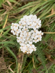 Achillea millefolium