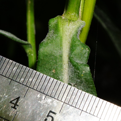 Symphyotrichum × versicolor