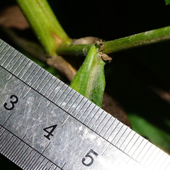 Symphyotrichum × versicolor