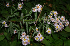 Symphyotrichum × versicolor