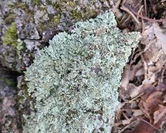 Xanthoparmelia viriduloumbrina