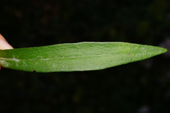 Symphyotrichum × versicolor