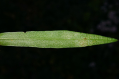 Symphyotrichum × versicolor