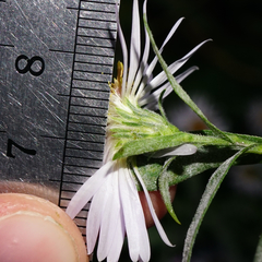 Symphyotrichum × versicolor