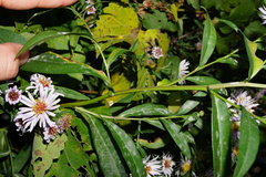 Symphyotrichum × versicolor