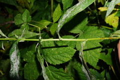 Symphyotrichum × versicolor