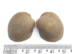 Monocondylaea jaspidea