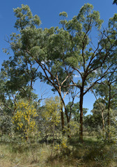 Corymbia leichhardtii