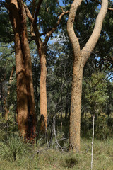 Corymbia leichhardtii