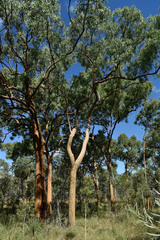 Corymbia leichhardtii