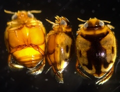 Desmopachria mexicana