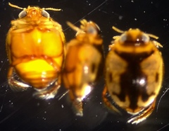 Desmopachria mexicana