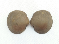 Monocondylaea jaspidea