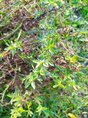 Ononis spinosa spinosa