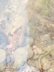 Tridentiger trigonocephalus