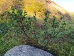 Ononis spinosa spinosa