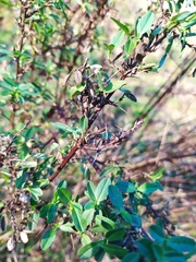 Ononis spinosa spinosa