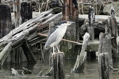 Nycticorax nycticorax