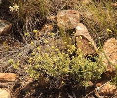 Crassula mollis