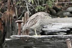 Nycticorax nycticorax