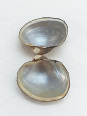 Monocondylaea jaspidea