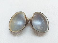 Monocondylaea jaspidea