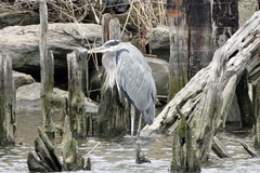 Ardea herodias