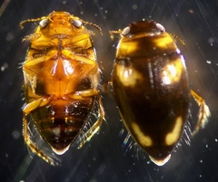 Neoclypeodytes